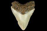 Fossil Megalodon Tooth - North Carolina #124948-1